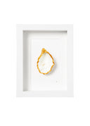 goude oester (wit)