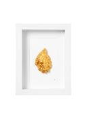 goude oester (wit)