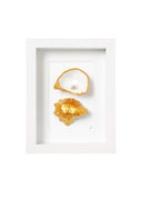 2 goude oester (wit)