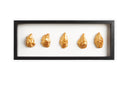 5 goude oesters ingelijst
