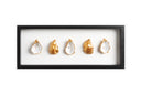 5 goude oesters ingelijst om en om