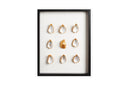 9 goude oesters ingelijst