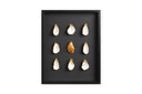 9 oesters ingelijst