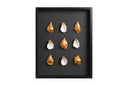 9 oesters ingelijst