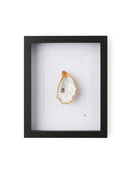 1 goude oester ingelijst