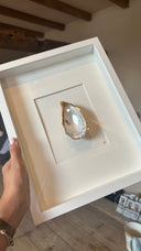 XL lijst 1 oester Isabel