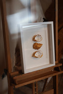 XL lijst 3 oesters Coral