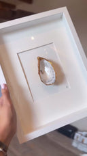 XL lijst 1 oester Isabel